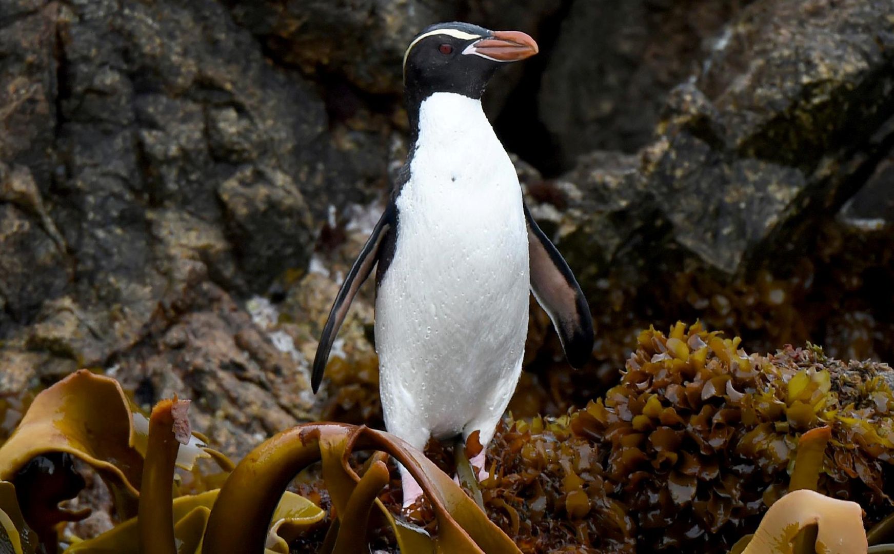 Fiordland_and_The_Snares_Expedition2 - YOUTravel Bethlehem - NZ Cruises.jpg