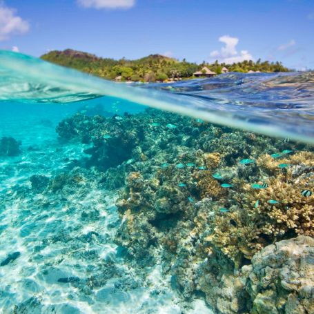 Pacific Resort Aitutaki -  Under Water Fish (Turama Photography).jpg