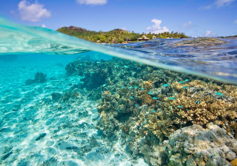 Pacific Resort Aitutaki -  Under Water Fish (Turama Photography).jpg